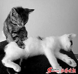 小猫有趣爆料视频下载,小猫趣味爆料视频集锦 第3张 小猫有趣爆料视频下载,小猫趣味爆料视频集锦 第3张